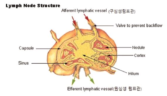 콜레스테롤 두 번째 이야기