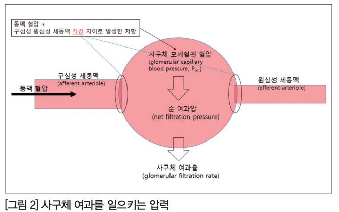 사구체 여과율을 조절하는 '기전' < 현대질환과 임상약학 < 기획·연재 < 기사본문 - 한국의약통신