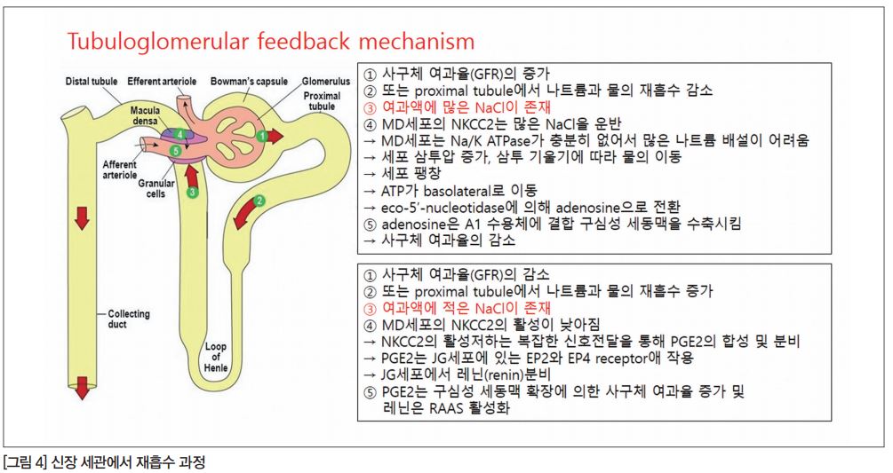 사구체 여과율을 조절하는 '기전' < 현대질환과 임상약학 < 기획·연재 < 기사본문 - 한국의약통신