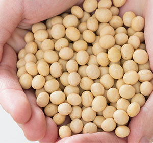 콩 속 이소플라본 성분을 재료로 체내에서 합성되는 에쿠올에 폐경 후 여성의 비만 방지 효과가 있다는 것이 발견되었다(출처-구글)