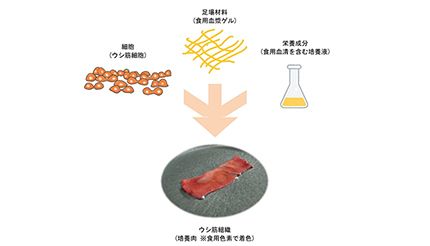 닛신식품과 도쿄대학의 연구그룹이 일본 최초로 먹을 수 있는 배양육 제작에 성공했다(그림 출처 - BCN)